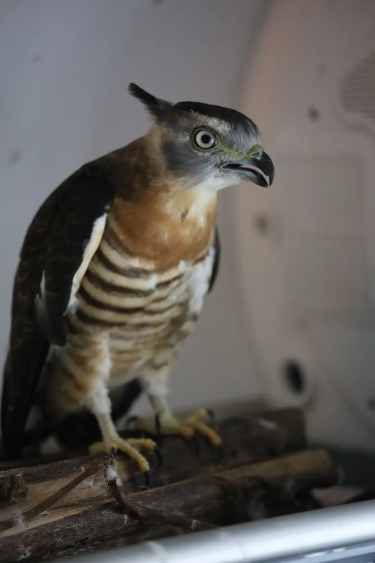 Native Wildlife in Rehabilitation